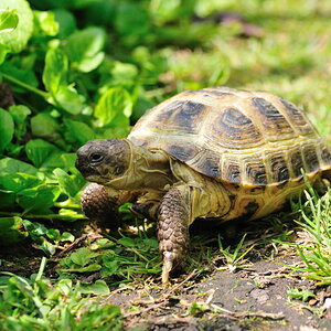 Nikon D300 mit Tamron 28-75/2.8
ISO 500, 75mm, 1/800s, F 7.1