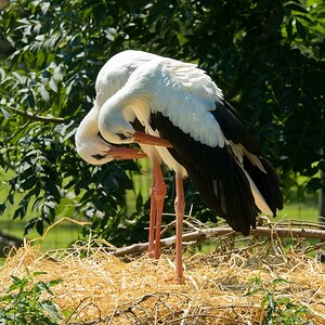 web Wildpark Poing 3562