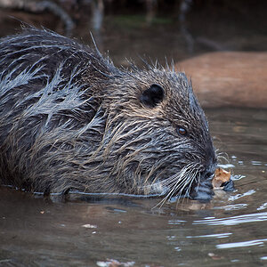 Nutria1