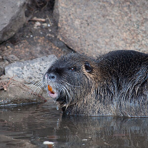 Nutria3