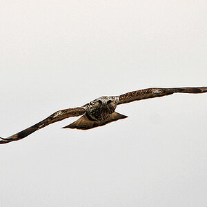 Raufußbussard