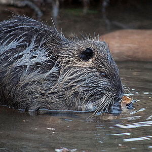 Nutria1
