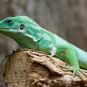 web Reptilienzoo Obertraubling 0434