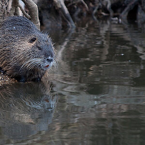 Nutria2