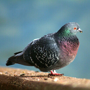 DSCF7240 Beispiel DOF