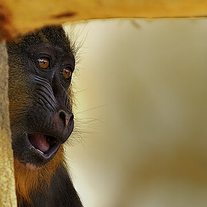mandrill