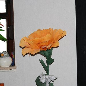 DSC 0446n