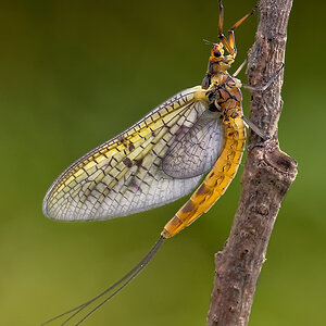 eintagsfliege