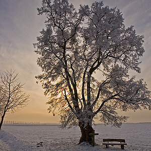 Gegenlicht, Winter