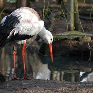 Storch