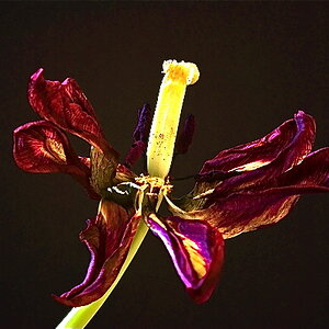Tulpe dunkel