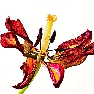 Tulpe hell