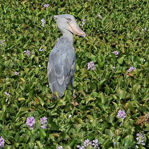 Schuhschnabel
Im Nildelta, Murchison Falls NP, Uganda