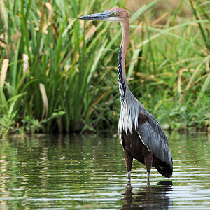 Goliathreiher 
im Nil, Murchison Falls NP, Uganda
(3156)