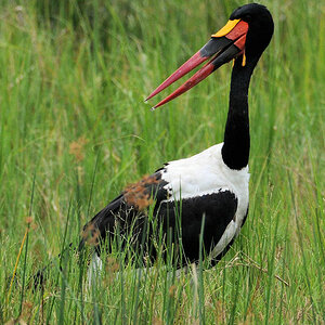 Sattelstorch
am Nil, Murchison Falls NP, Uganda
(3258)