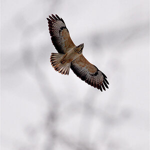 Bussard