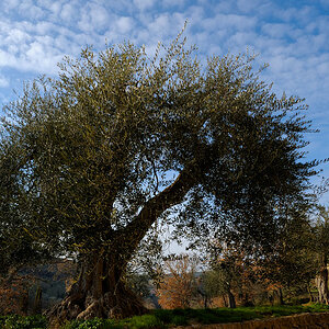 sehr alte Olive