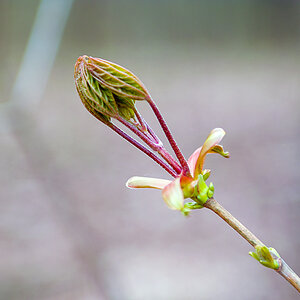 SDIM0265 Knospe
