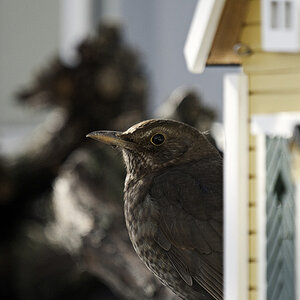 amsel1