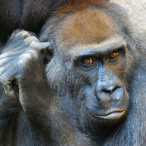 Gorilla 2