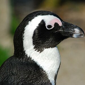 Pinguin im Profil