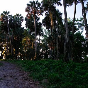 web Florida 2009 20090422   9653