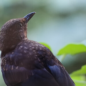 Amsel jung02a