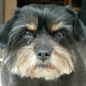 Hundeblick