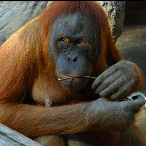 Orang Utan 1