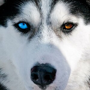 Huskie Zweifarbig 1024 2 2