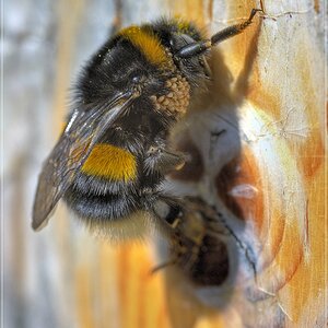 DSC1063 nff aufgenommen mit Sigma 105/2.8 @ f/11