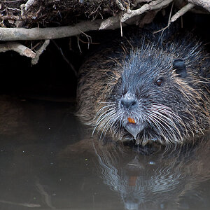 Nutria5