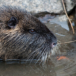 Nutria4