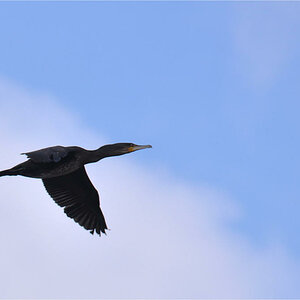 Kormoran