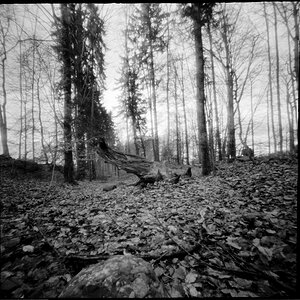 Waldlichtung2.tif.