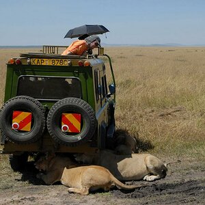 Afrikanische Wegfahrsperre
Nach einen opulenten Mahl kommt so ein vierrädriger Schattenspender genau richtig.
(Masai Mara)