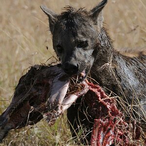Spare Ribs
Eine Tüfpelhyäne hat die Reste eines Zebras gefunden
(Masai Mara)
