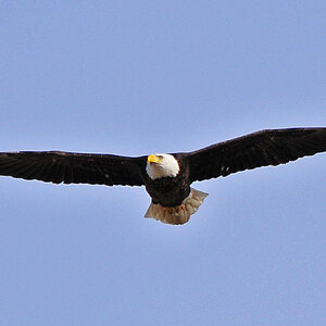 Weisskopfseeadler