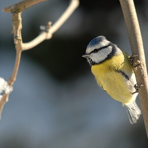 Blaumeise