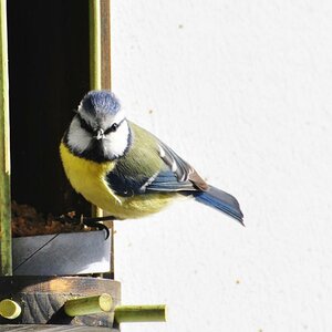 Blaumeise 08