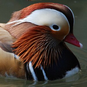Mandarin Ente im Porträt