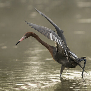 Roetelreiher (Florida)