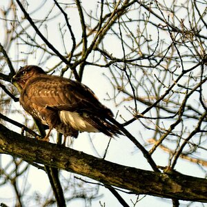 Bussard