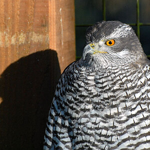 habicht schatten