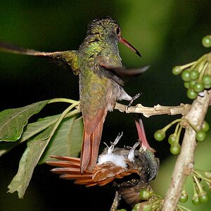 kolibri
