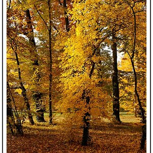 Herbst Branitzer Park