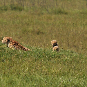 Beispielfoto für Luftflimmern auf großen Entfernungen
Gepardenmutter mit Nachwuchs 
Ngorongoro Krater, Tanzania (4493)
D300, Sigma 50-500 mit Sigma TC