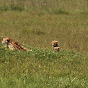 Beispielfoto für Luftflimmern auf großen Entfernungen
Gepardenmutter mit Nachwuchs 
Ngorongoro Krater, Tanzania (4493)
D300, Sigma 50-500 mit Sigma TC