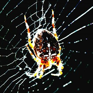 Kreuzspinne