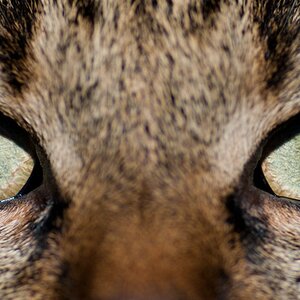 web Katzen 20090315   7660